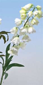 FV-036 FRITTELARIA 97cm AVORIO 15CR0004