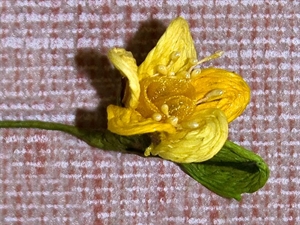 L725GI BOX72 FIORE RAFIA 3,5cm GIALLO****************