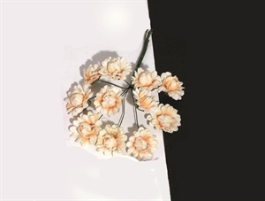 L853BG BOX144 FIORDALISO 3cm BEIGE************************