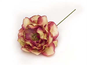 L18135FX PEONIA FUXIA 12cm 24xSC