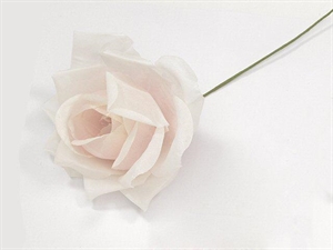 L1908/LT-PK ROSA GRANDE ROSA 10cm 24xSC