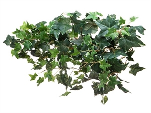 GB052 EDERA VARIEGATA 178fgl 78cm